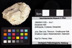 Foto (Objket + Etiketten) von Decapoda indet. 